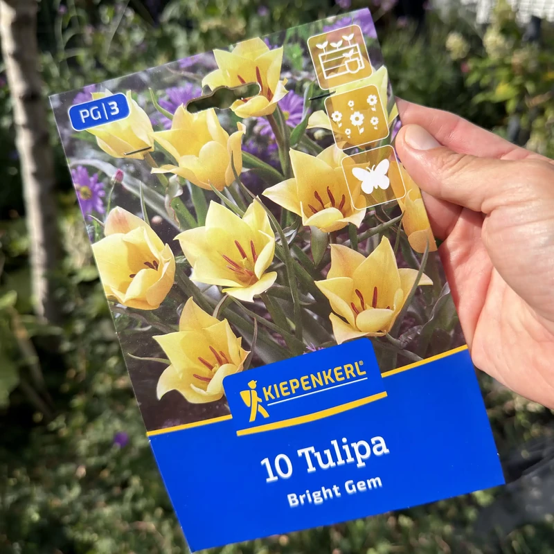 Kiepenkerl - Tulipán botanikai Bright Gem 10db