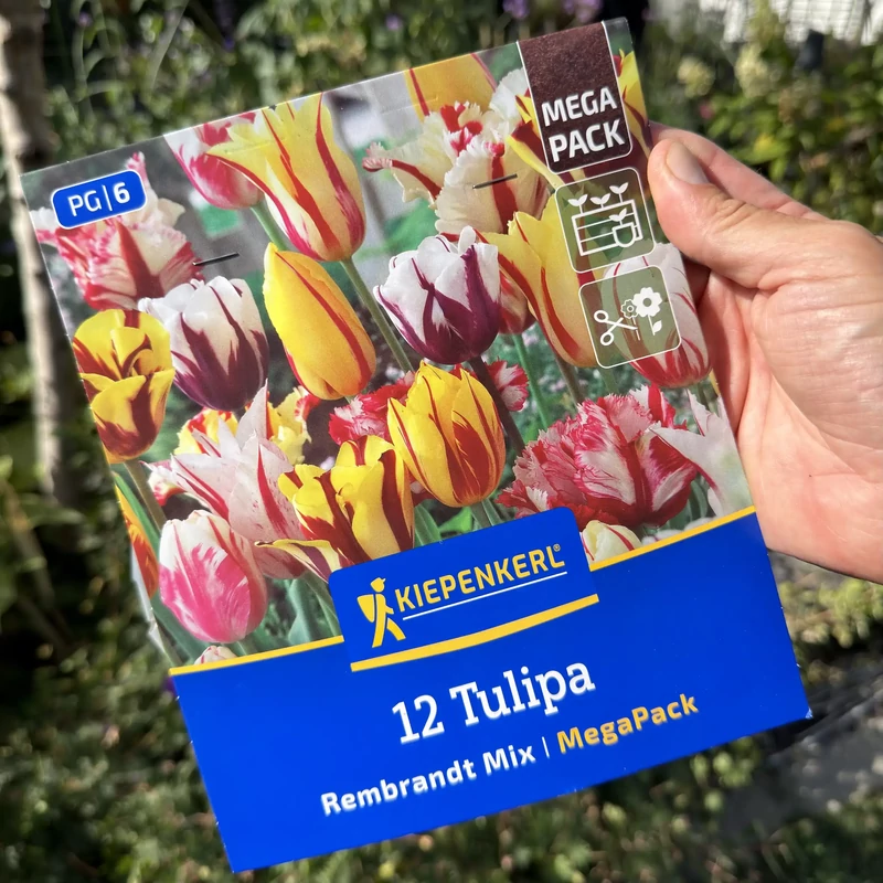 Kiepenkerl - Tulipán Rembrandt-Mix Mega-Pack 12db