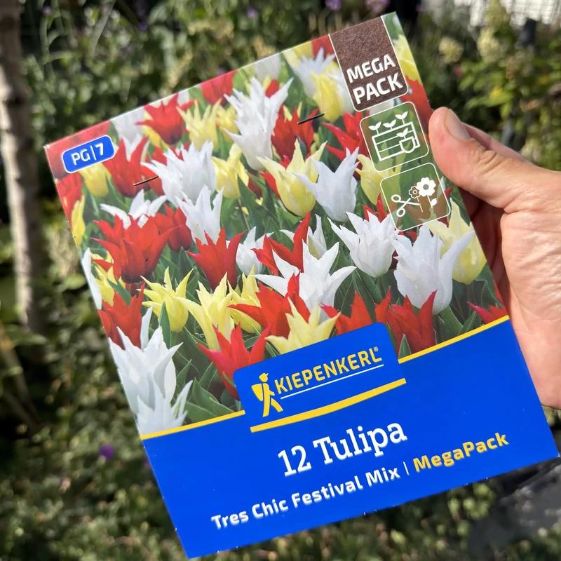 Kiepenkerl liliomvirágú tulipán Tres Chic – 12 db