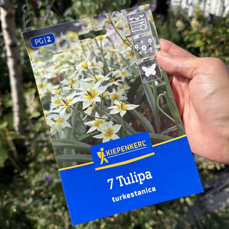 Kiepenkerl - Tulipán botanikai turkestanica 7db