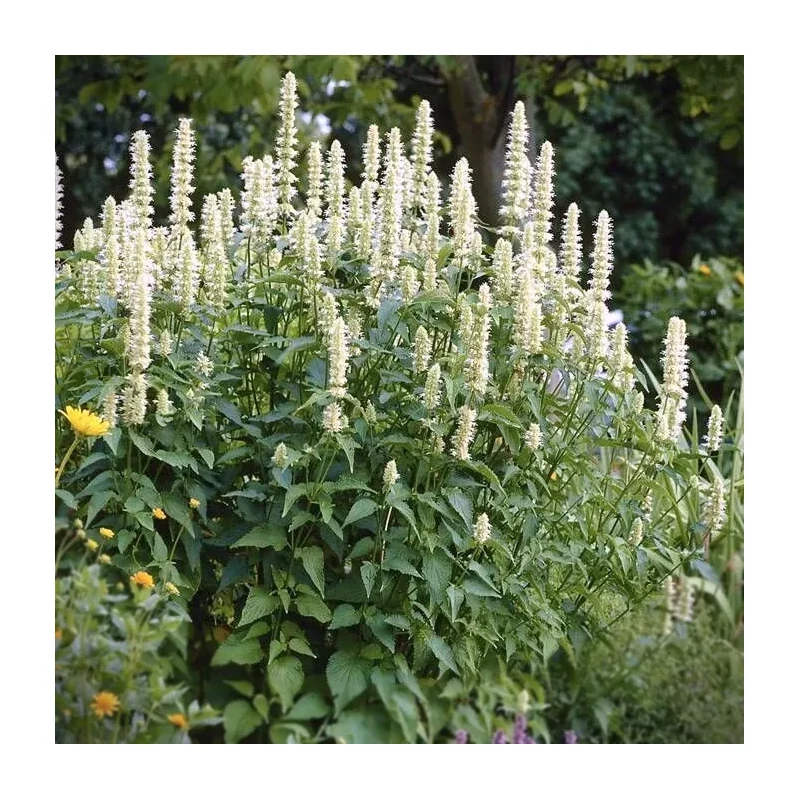 Koreai menta – Agastache 'Albiflora'