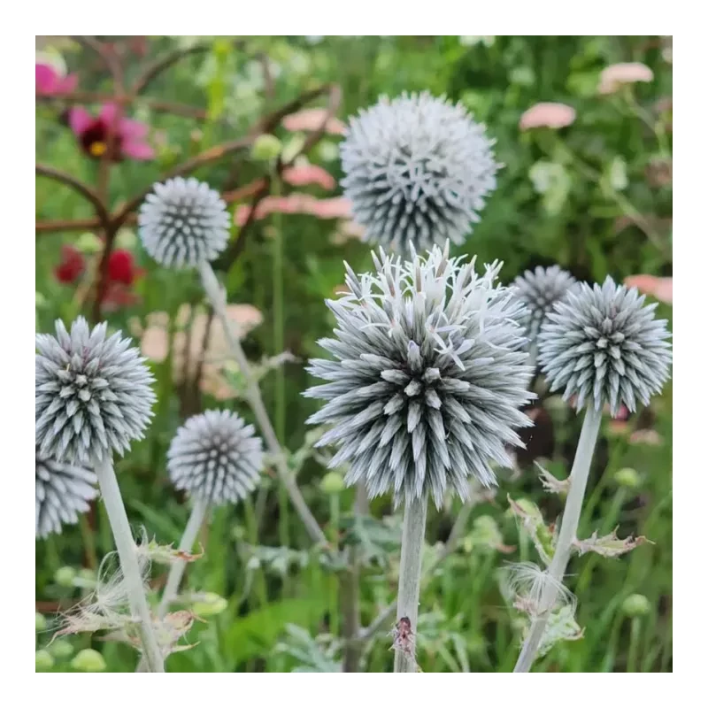 Ezüst szamárkenyér – Echinops 'Star Frost'