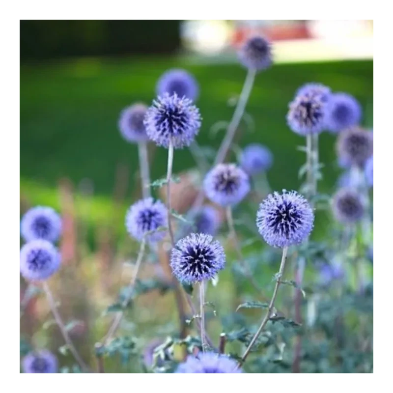Kék szamárkenyér – Echinops 'Platinum Blue'