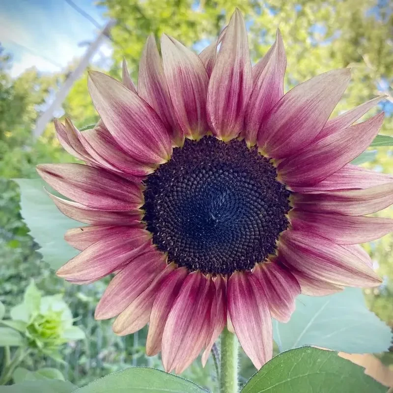 Dísznapraforgó – Helianthus 'ProCut Plum'