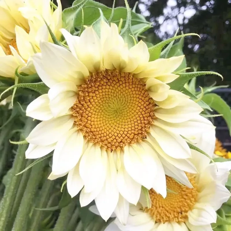 Dísznapraforgó – Helianthus 'ProCut White Lite'