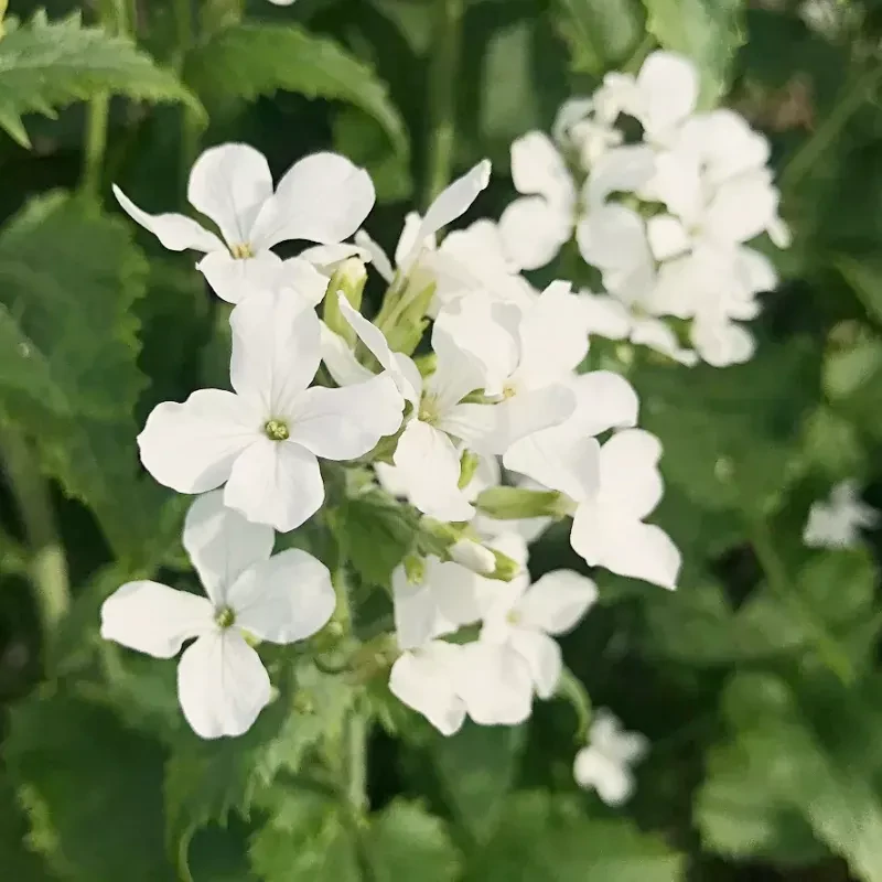 Napfényes Virágfarm - Lunaria Annua - Kerti holdviola Alba
