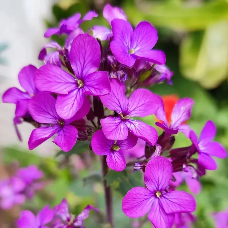 Napfényes Virágfarm - Lunaria Annua - Kerti holdviola Violet