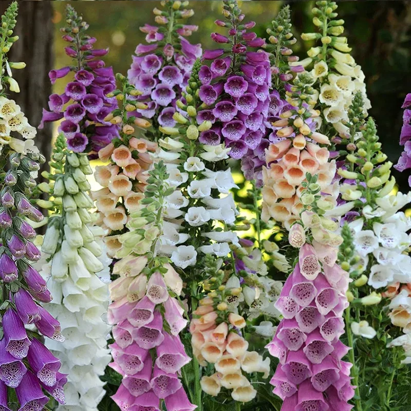 Gyűszűvirág – Digitalis 'Excelsior Mix'