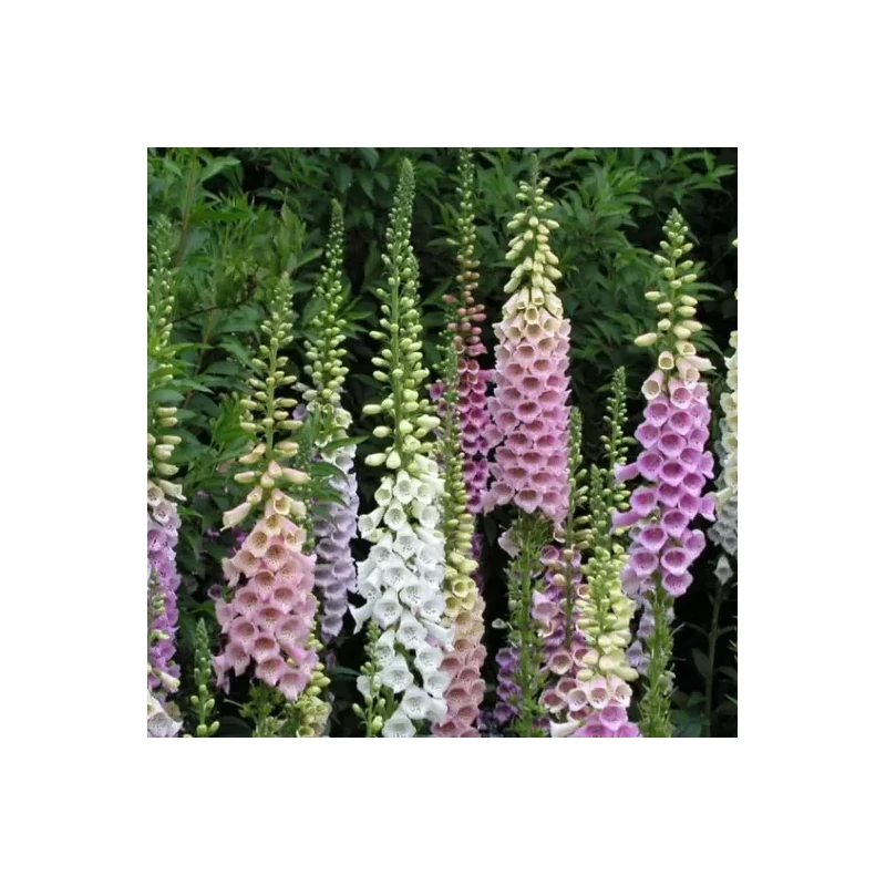 Gyűszűvirág – Digitalis 'Gloxiniaeflora Mix'