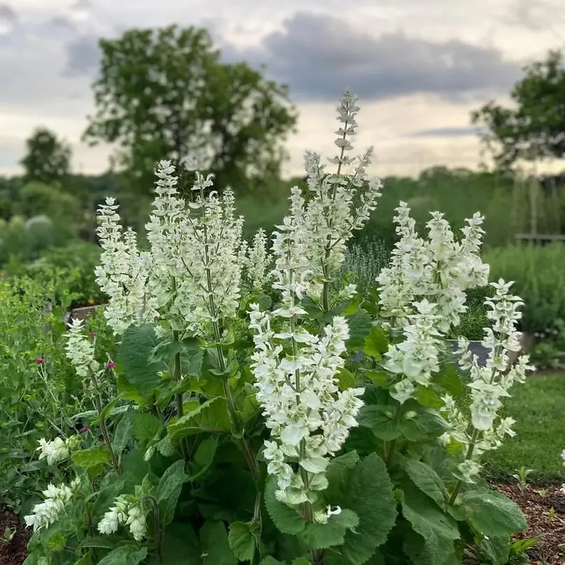 Napfényes Virágfarm - Salvia Sclarea - Muskotályzsálya Vatican White